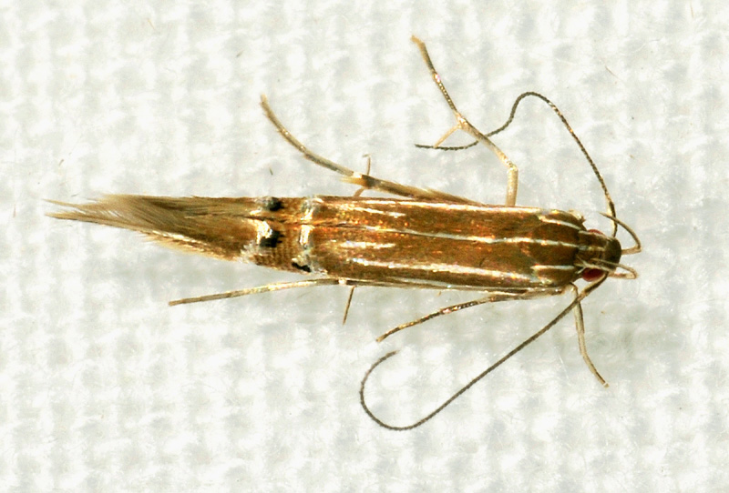 Cosmopterix lienigiella ?